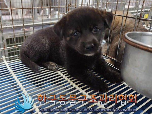 한국동물구조관리협회_441560202301057